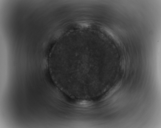 X0000095910467200802081056