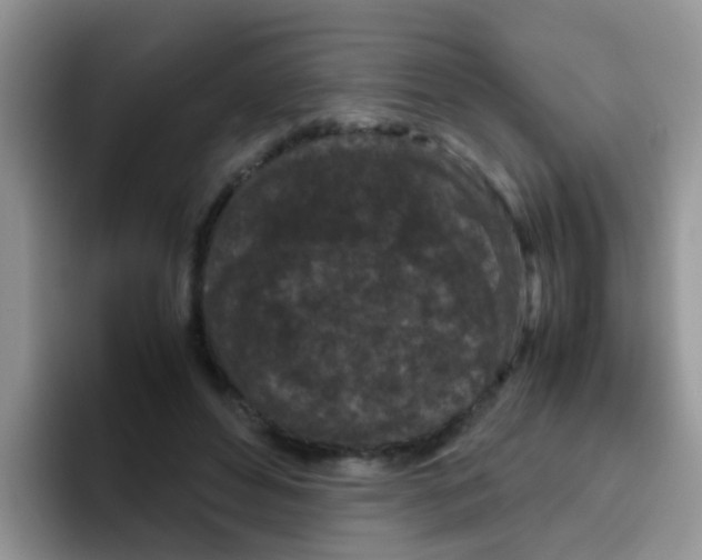 X0000095910496200802081056