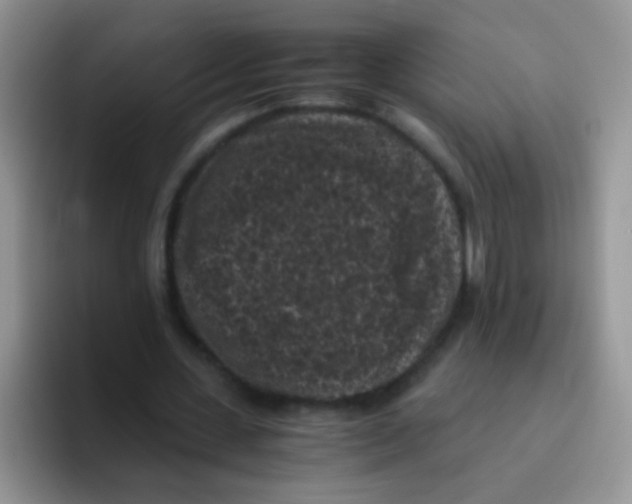 X0000095910531200802081055