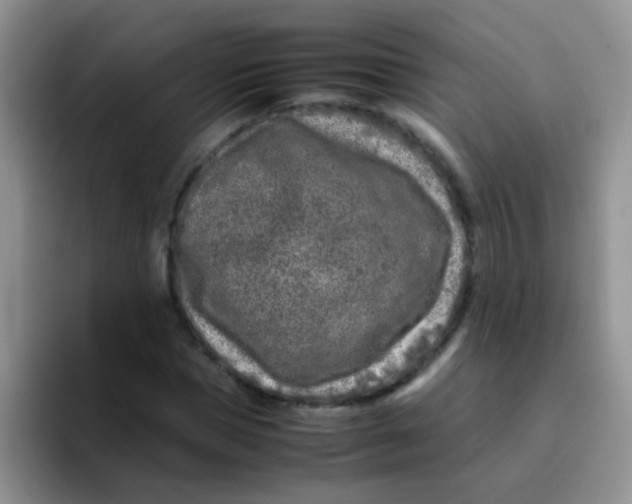 X0000095910921200802081050