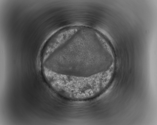 X0000095910925200802081050