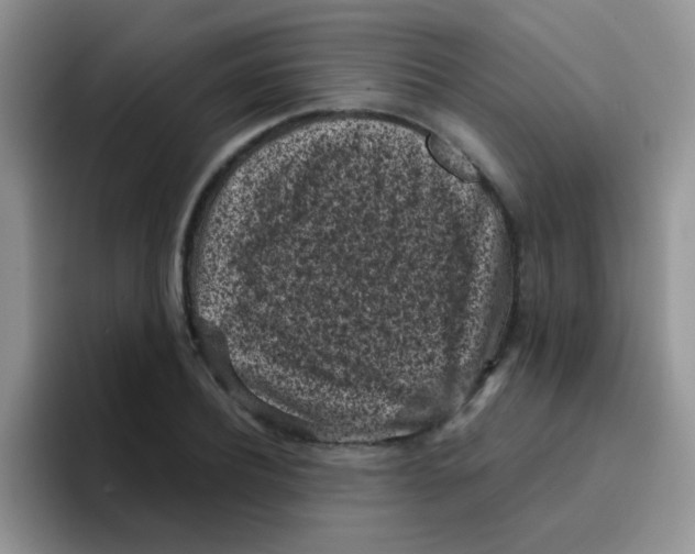 X0000095910932200802081050