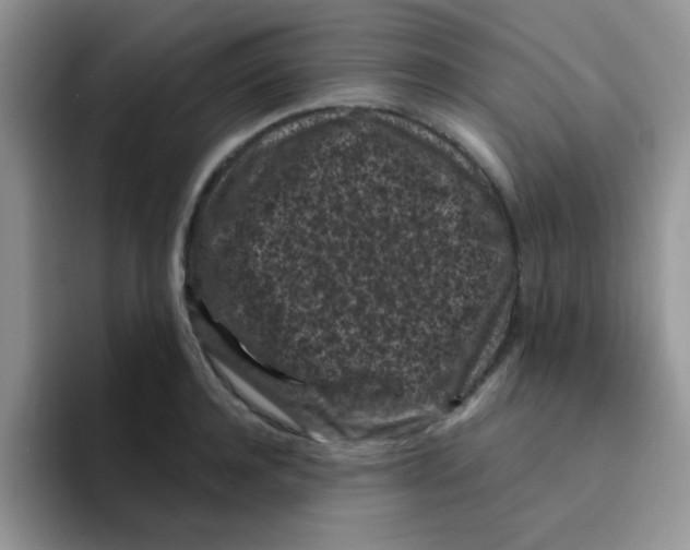 X0000095910944200802081050