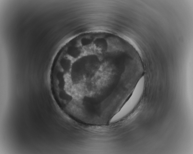 X0000095910995200802081049