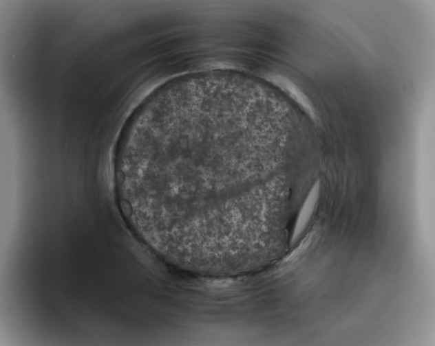 X0000095911031200802081049