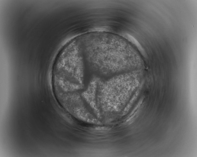 X0000095911035200802081049