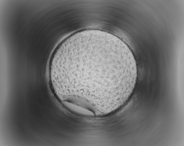 X0000095911036200802081049