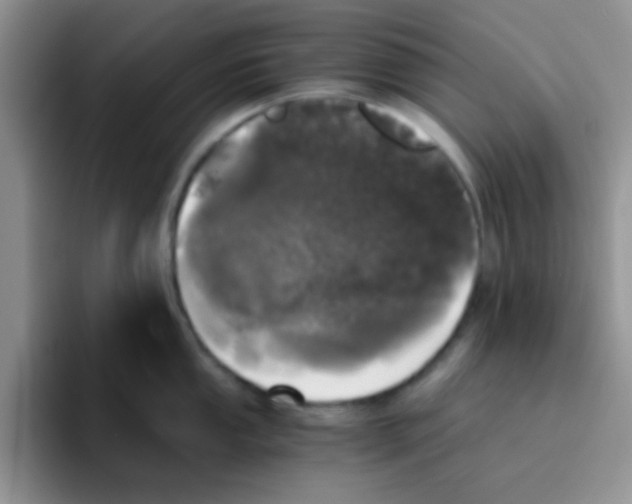 X0000095911053200802081049