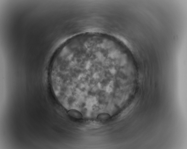 X0000095911263200802081045