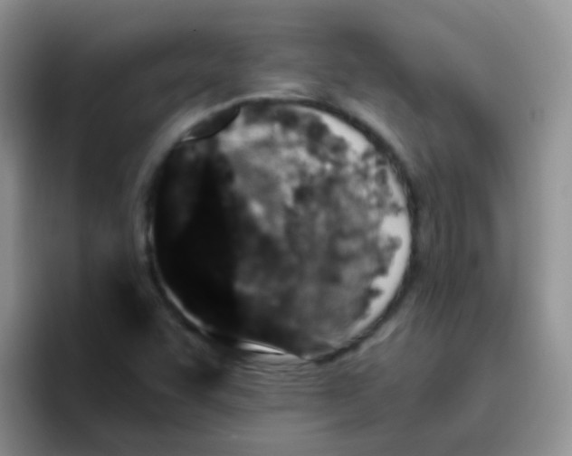 X0000095911455200802081043