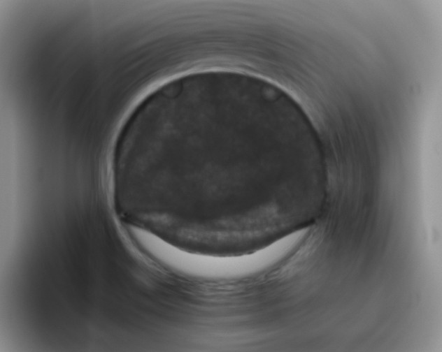 X0000095911515200802081042