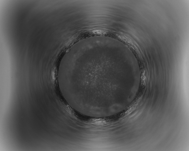 X0000095920424200801251033