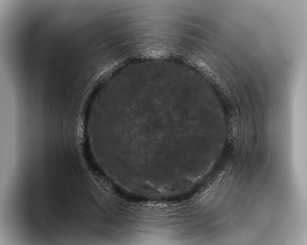 X0000095920640200801251030