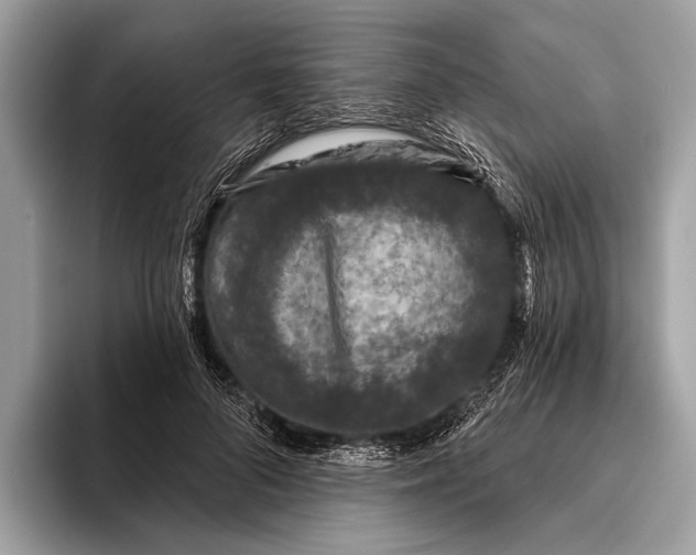 X0000095920696200801251030