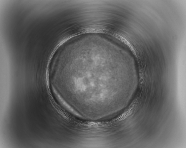 X0000095921035200801251026