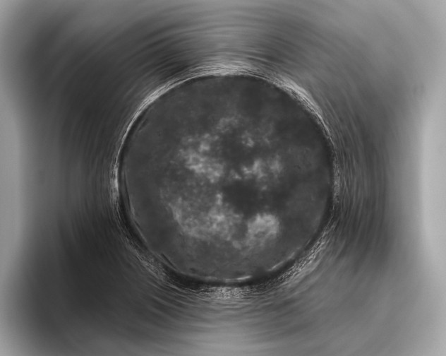 X0000095921226200801251023