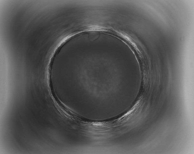 X0000095921463200801251020