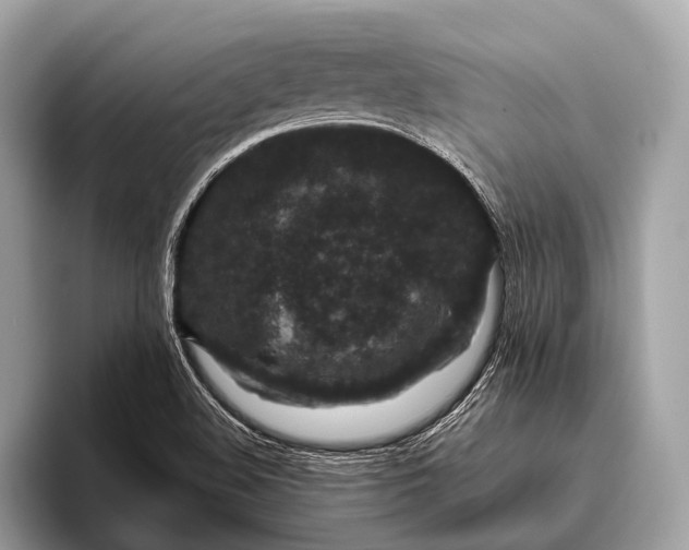 X0000095921508200801251019