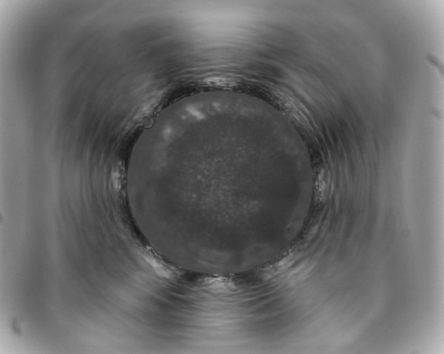 X0000095920424200802011217