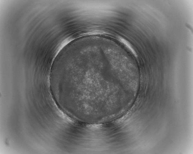 X0000095920810200802011211