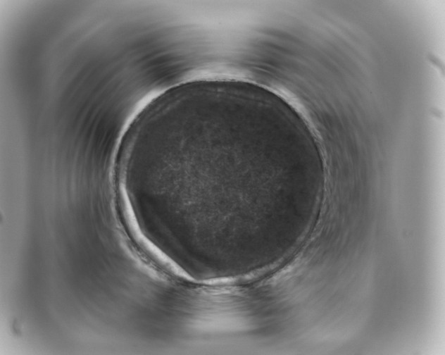 X0000095920864200802011211