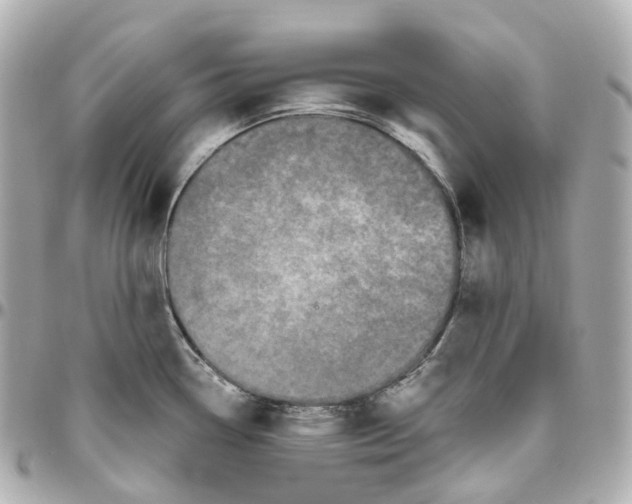 X0000095921338200802011204