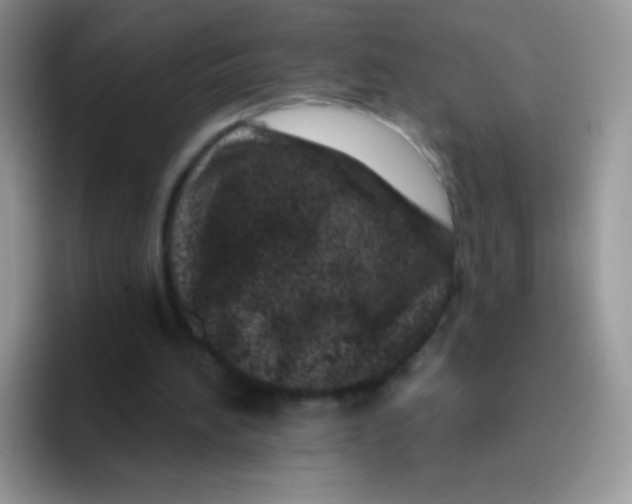 X0000095920196200802081120