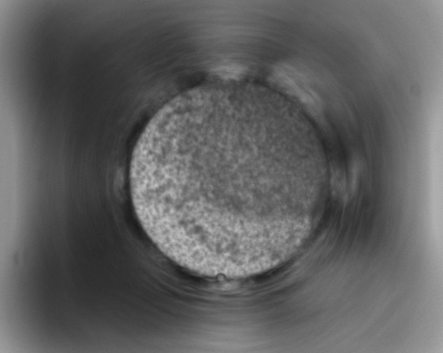 X0000095920365200802081118