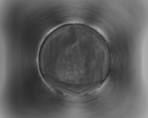 X0000095920943200802081110