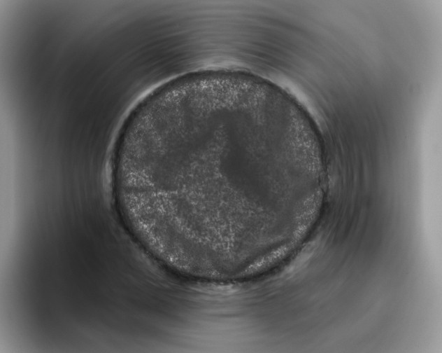 X0000095920975200802081110