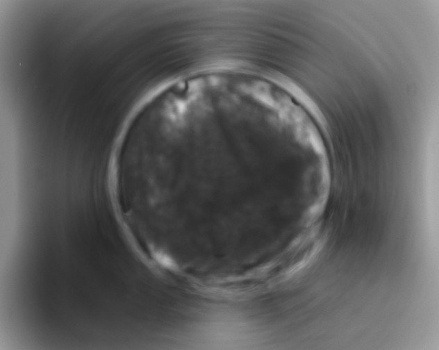 X0000095921053200802081109