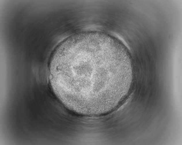 X0000095921219200802081106