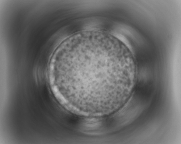 X0000095921338200802081105