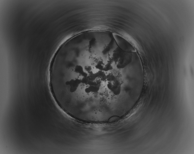 X0000095931095200801111250