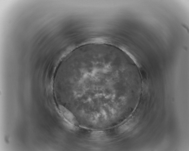 X0000095931477200801181429