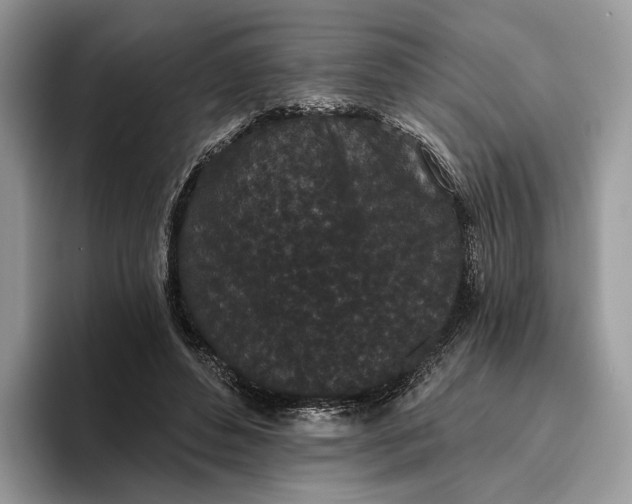 X0000095930496200801251053