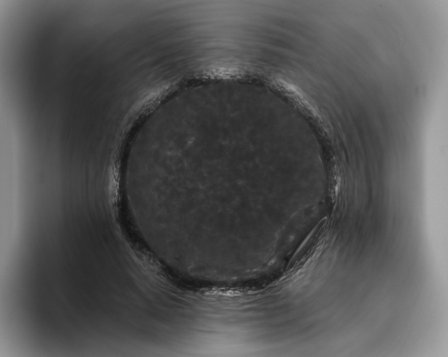 X0000095930640200801251050