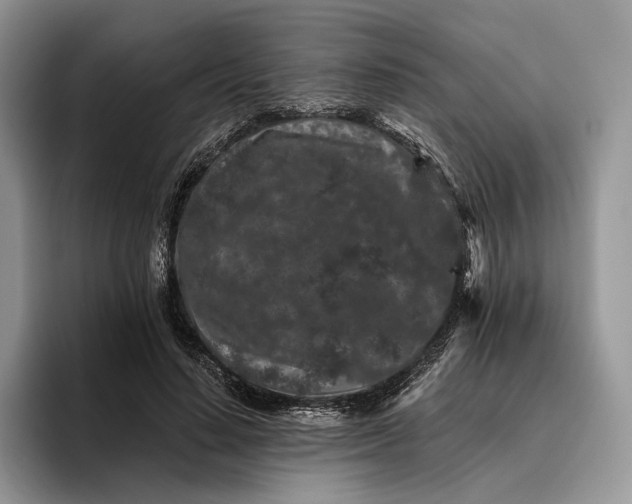 X0000095930644200801251050
