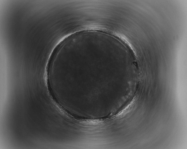 X0000095931024200801251045