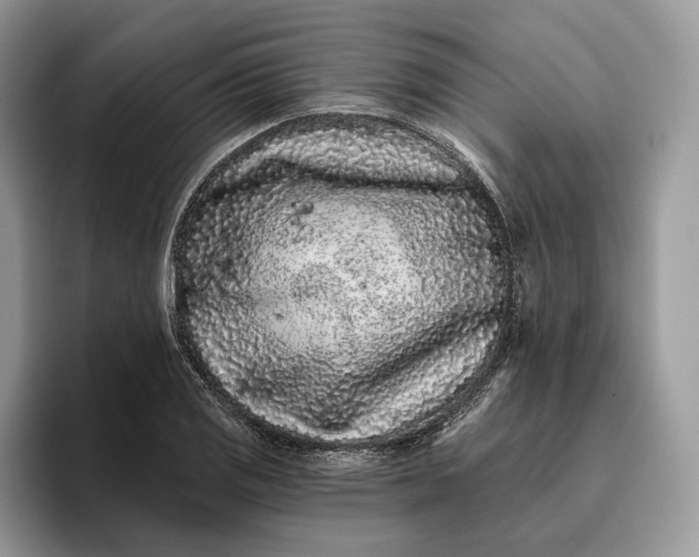 X0000095931125200801251044