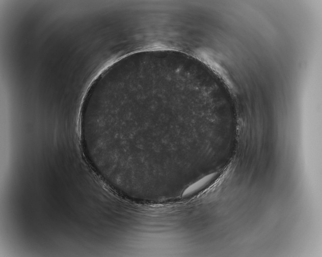 X0000095931173200801251044
