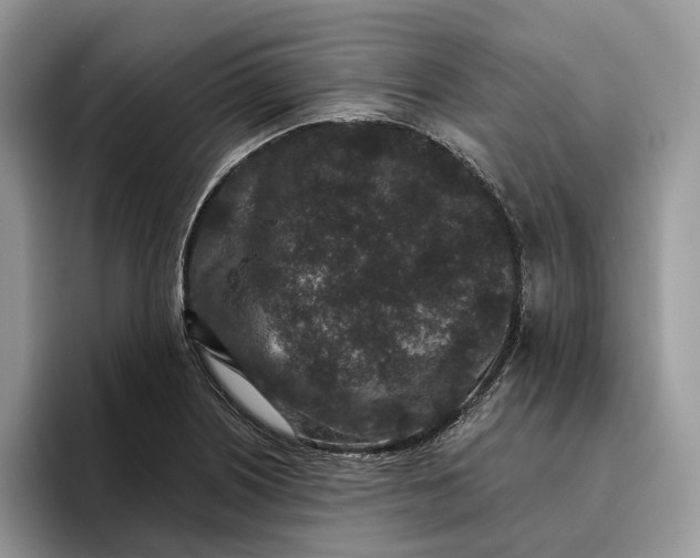 X0000095931226200801251043
