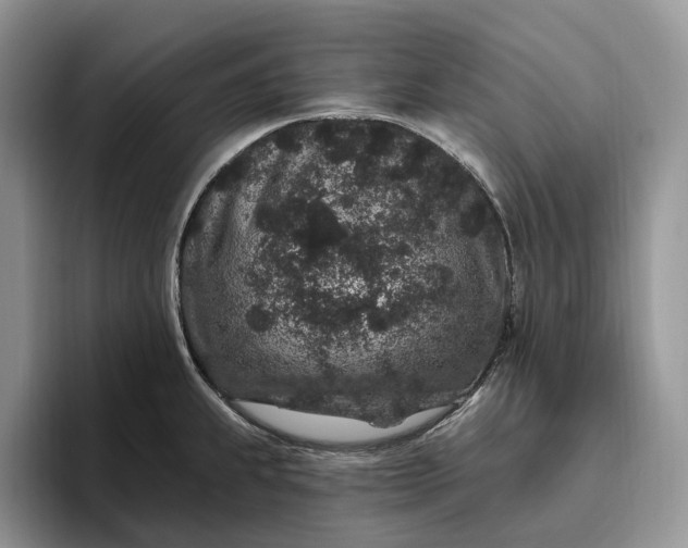 X0000095931239200801251043