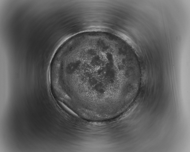 X0000095931275200801251042