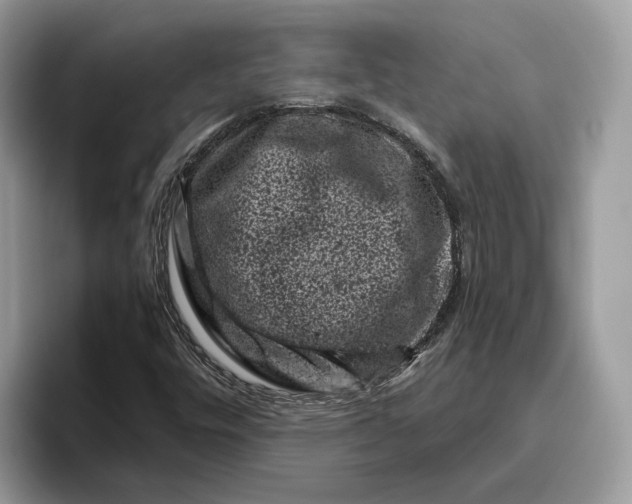 X0000095931448200801251040