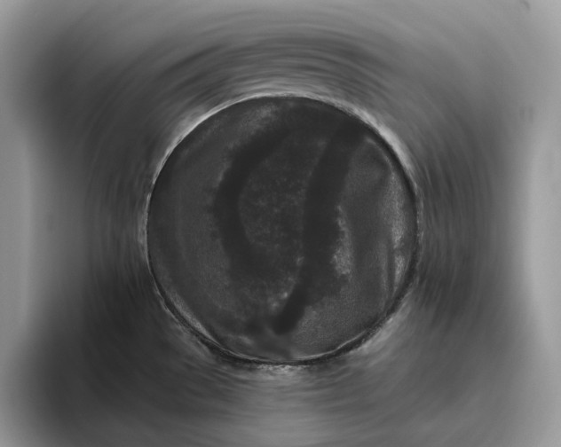 X0000095931529200801251040