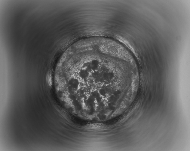 X0000095930069200802011029