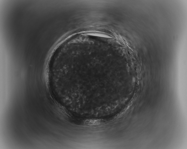 X0000095930295200802011026