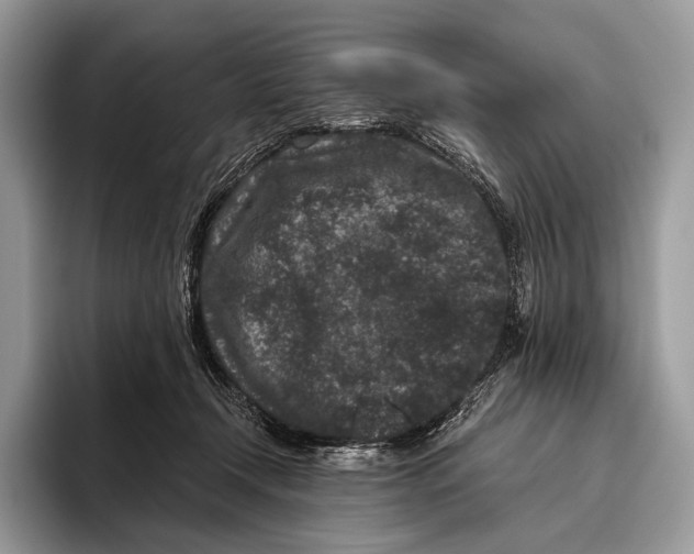 X0000095930366200802011026