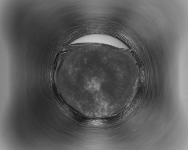 X0000095930409200802011025